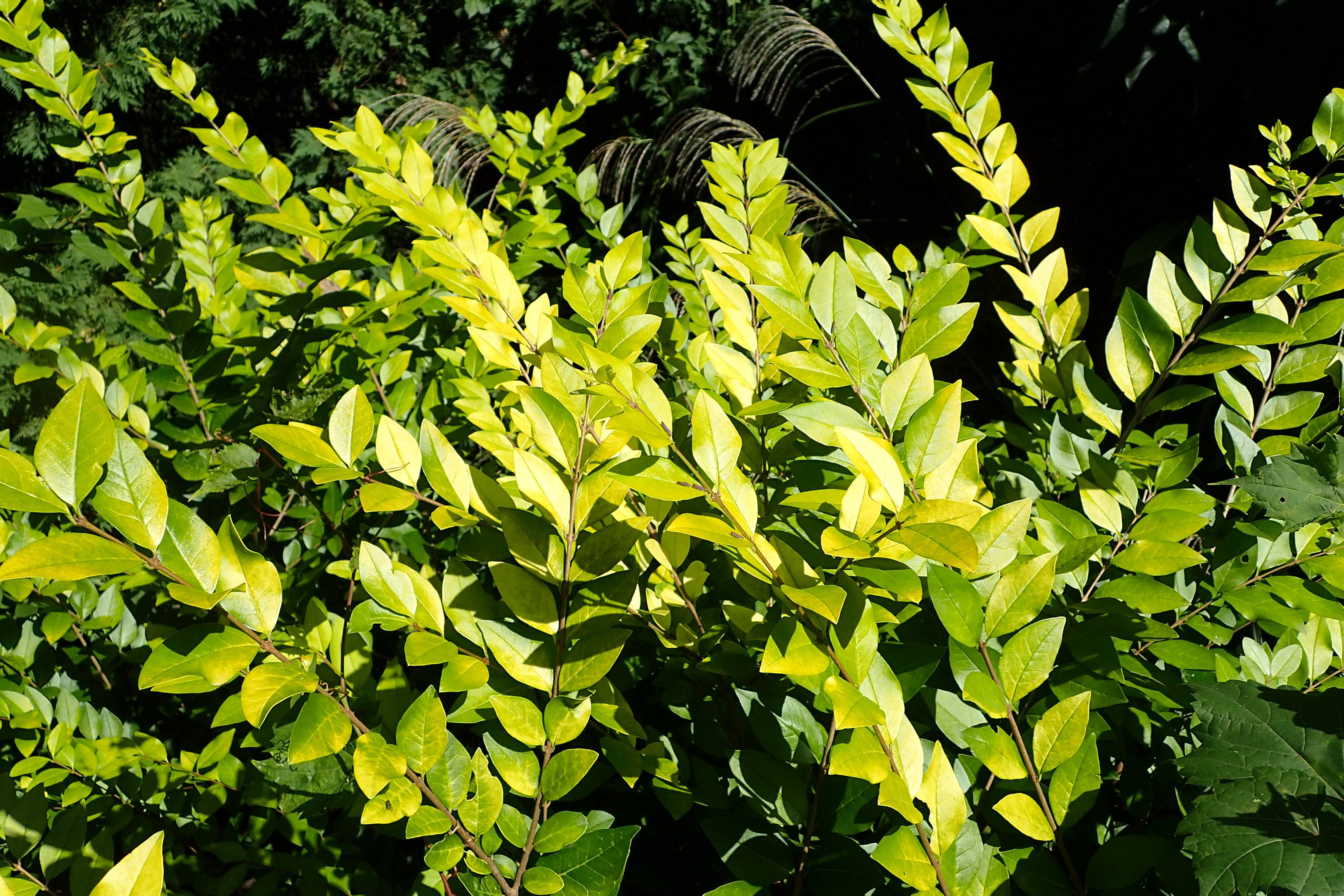 lime leaves on brown stems
