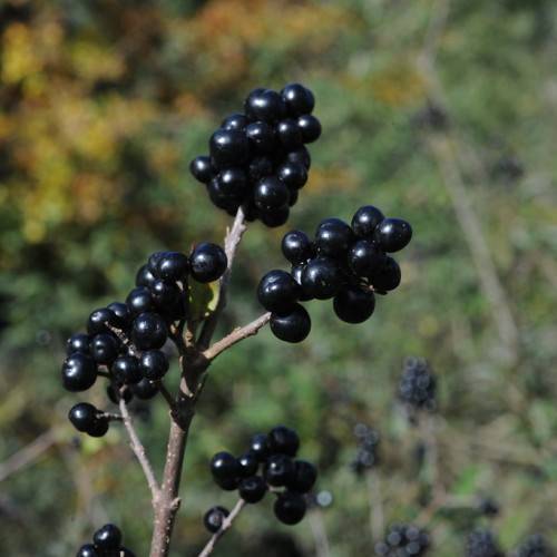 clusters of black round glossy berries on gray-brown stem