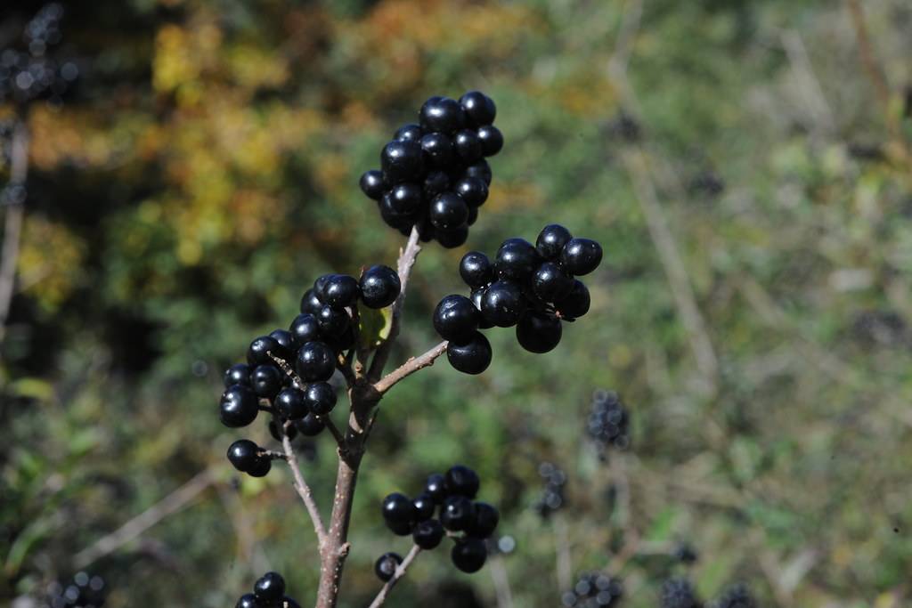 clusters of black round glossy berries on gray-brown stem