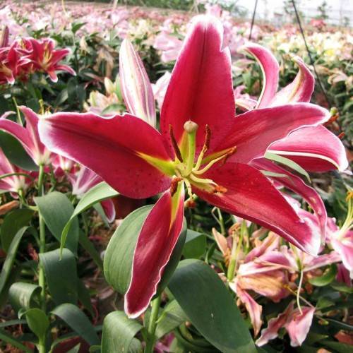 deep red-white flowers with white edges, off-white filaments, brown anthers, green stems, and leaves