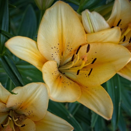 Yellow-cream flower with yellow style and filaments, dark-brown anthers, dark-yellow stigma and dark-green leaves.