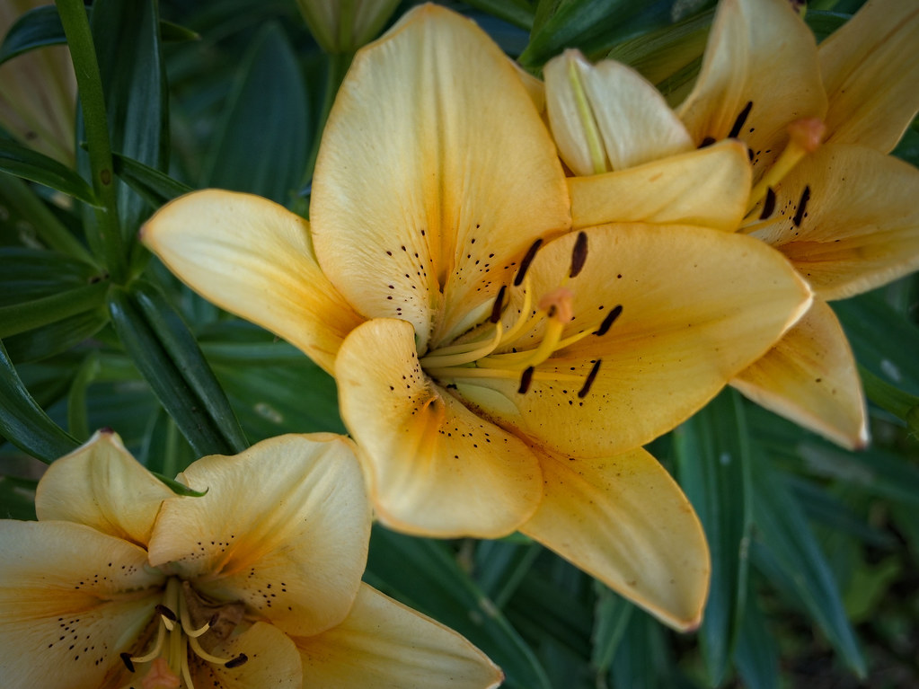 golden yellow to creamy white flowers with golden yellow filaments, deep brown anthers, and green leaves with green stem