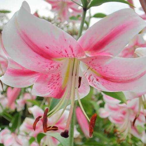 pink-white flowers with pink spots, white filaments, brown anthers, green stems, and leaves