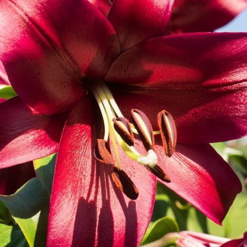 maroon flower with cream filaments, brown anthers, and green leaves