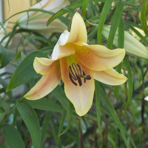 orange-white flower with blackish-brown anthers, green stems, and green leaves