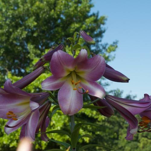 midnight purple, trumpet-like flowers with off-white filaments, yellow anthers, green stems, and leaves
