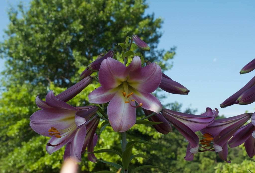 midnight purple, trumpet-like flowers with off-white filaments, yellow anthers, green stems, and leaves
