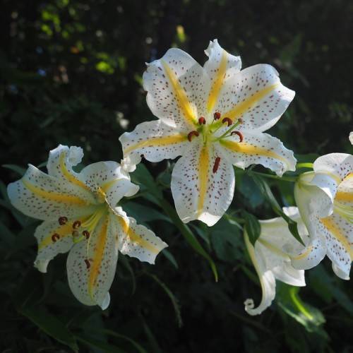 white flowers with yellow midribs, brown spots, yellow filaments, red anthers, green leaves, and stem