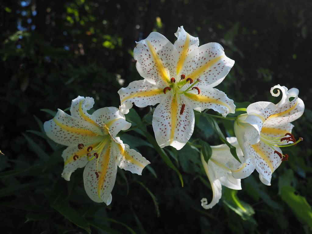 white flowers with yellow midribs, brown spots, yellow filaments, red anthers, green leaves, and stem