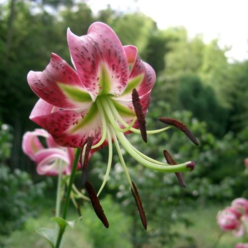 Magenta flower, with lime-white center, burgundy stigma, maroon-black anthers, green stem, green leaves, lime style, ovary, and filaments