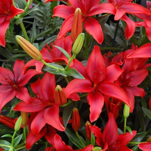 Red flower with stigma, style, red stamen, green leaves, lime-green buds and stems.