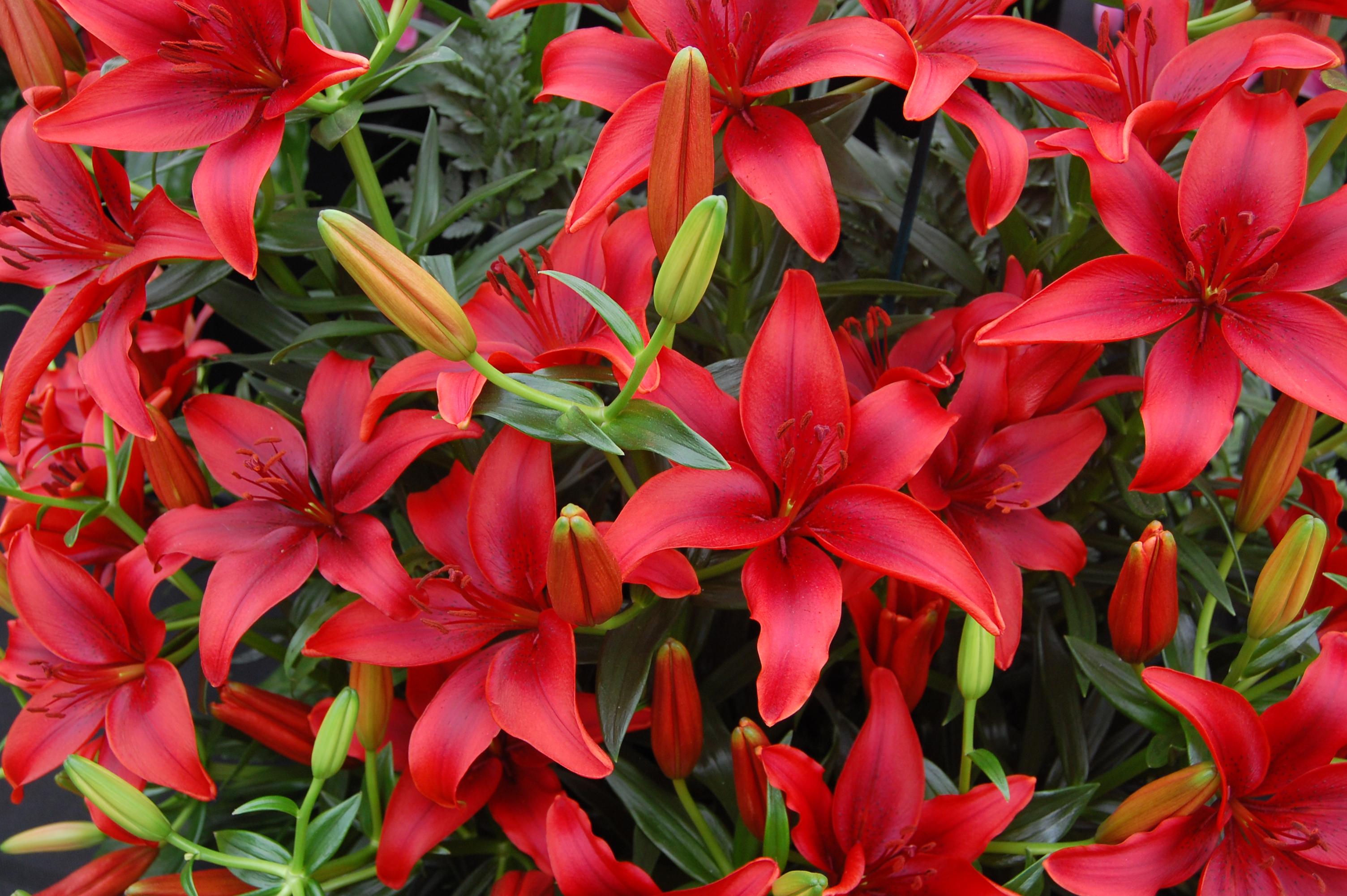 Red flower with stigma, style, red stamen, green leaves, lime-green buds and stems.