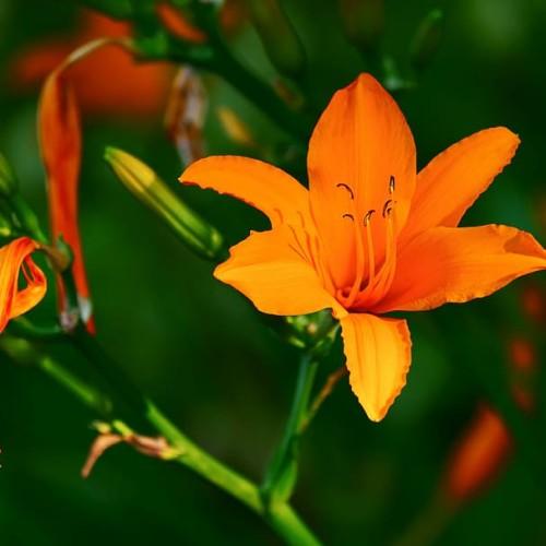 Orange flower with filaments, brown anthers, yellow-green buds and stems