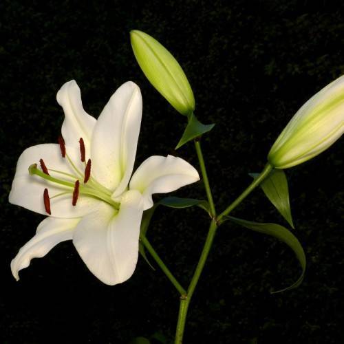 white flower with lime-green filaments, brown anthers, creamy green buds, green stems, and leaves