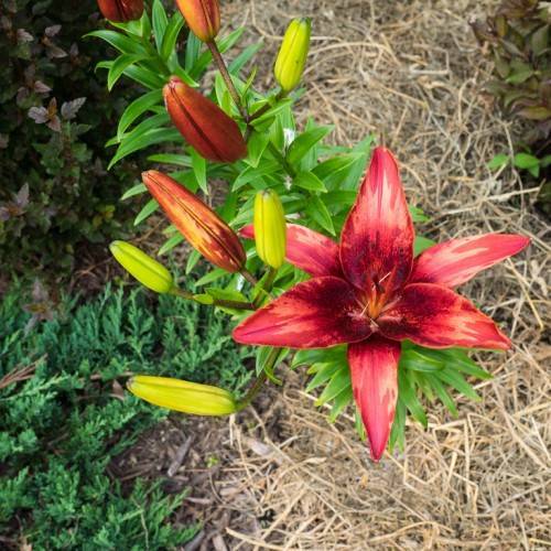 deep red-maroon flower with deep red and lime yellow buds, green stems, and leaves