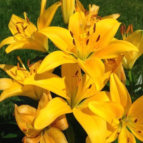 Yellow flower with stigma, style, yellow filament, brown anthers and green petiole.