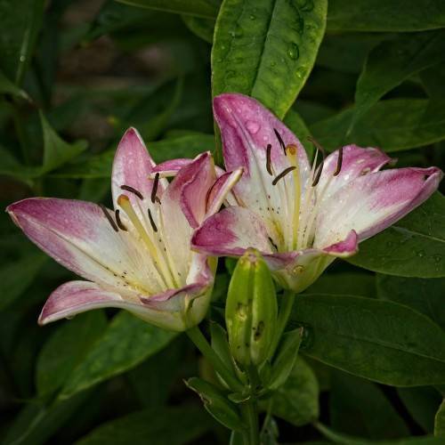 white-purple, dewy flowers with white filaments, dark brown anthers, green sepals, green buds, stems, and leaves