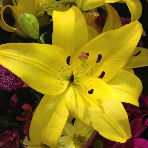 Yellow flower with style, filament, orange stigma, brown anthers, lime-yellowbuds and green leaves.