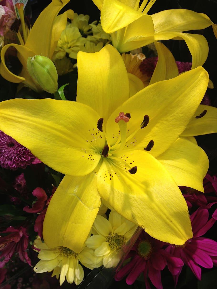 Yellow flower with style, filament, orange stigma, brown anthers, lime-yellowbuds and green leaves.