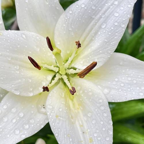 white, dewy flower with white filaments, brown anthers, and creamy white stigma with green leaves