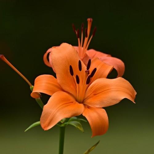 Orange flower with style, filaments, brown stigma, brown anthers, green leaves and stems