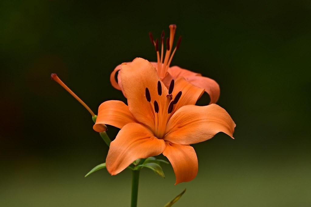 Orange flower with style, filaments, brown stigma, brown anthers, green leaves and stems
