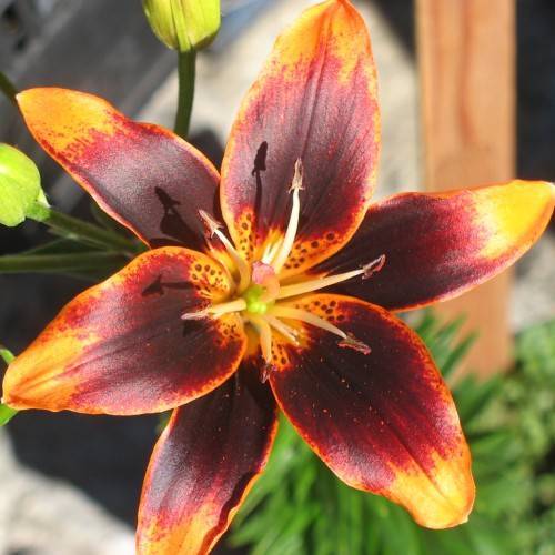 deep burgundy-orange flower with golden edges, off-white stamens, green leaves, and pale-green buds with green stem