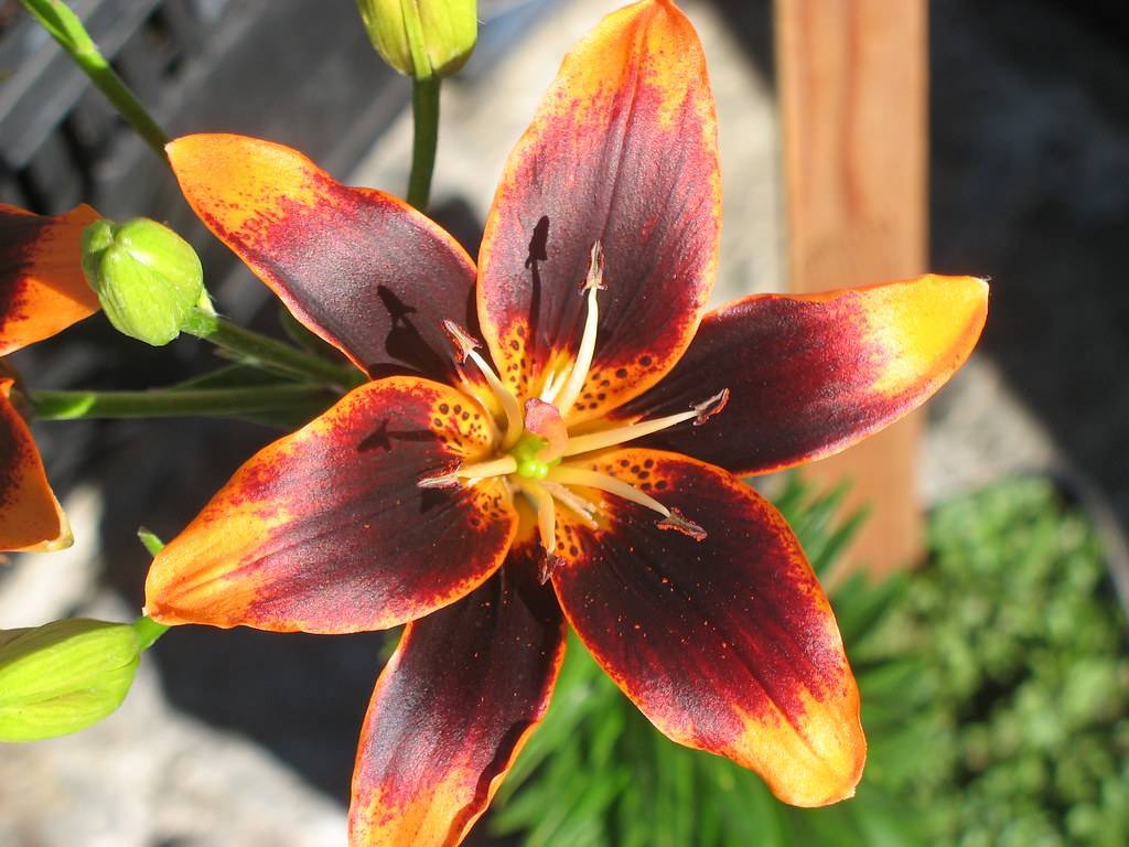 deep burgundy-orange flower with golden edges, off-white stamens, green leaves, and pale-green buds with green stem