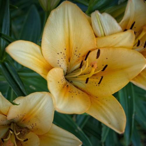 golden yellow to creamy white flowers with golden yellow filaments, deep brown anthers, and green leaves with green stem