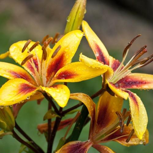 Yellow flowers with brown center, brown stigma, yellow-brown style. brown anthers, yellow filaments, lime ovary, brown-yellow buds, lime-yellow leaves, brown stems
