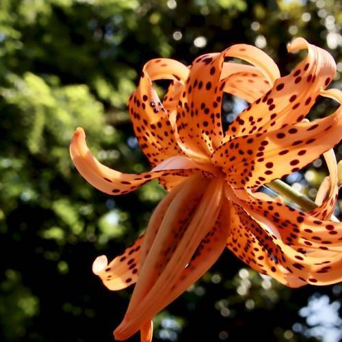 orange flower with deep brown spots, and pale-green stem