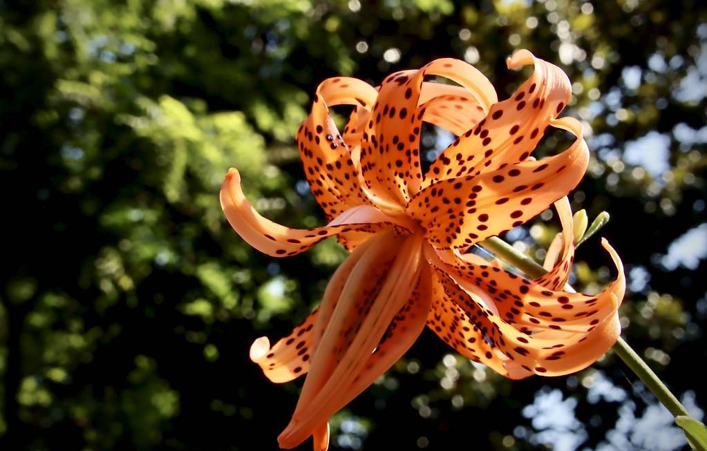 orange flower with deep brown spots, and pale-green stem
