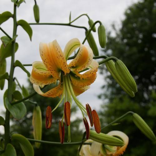 upward facing orange-yellow flowers with long creamy green filaments, brown anthers, green stems, green buds, and leaves