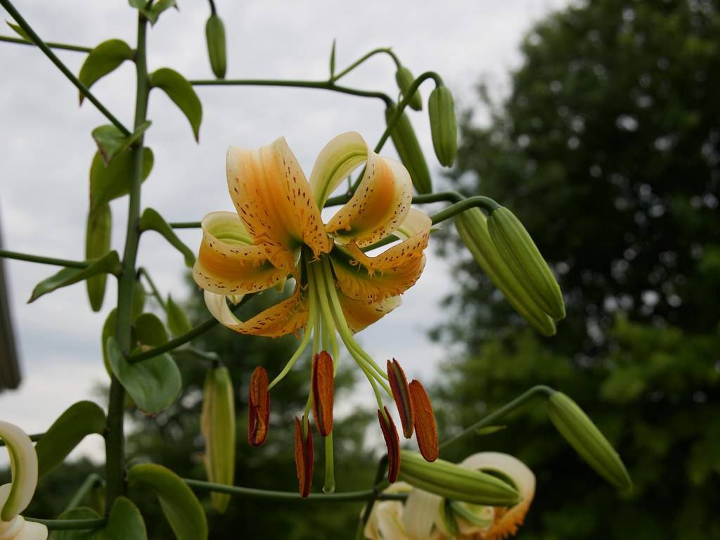 upward facing orange-yellow flowers with long creamy green filaments, brown anthers, green stems, green buds, and leaves
