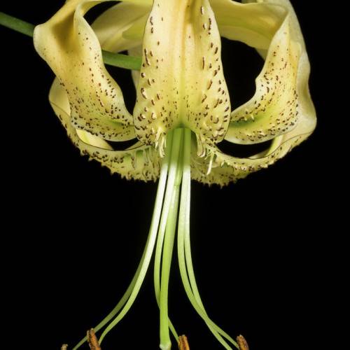 upward facing off-white trumpet-shaped flower with brown spots, long creamy green filaments, light green stems