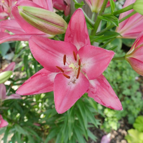 Dark-pink flower with white center, pink-white filaments style, orange-brown anthers, cream stigma, lime-magenta buds, green pedicel and stems.