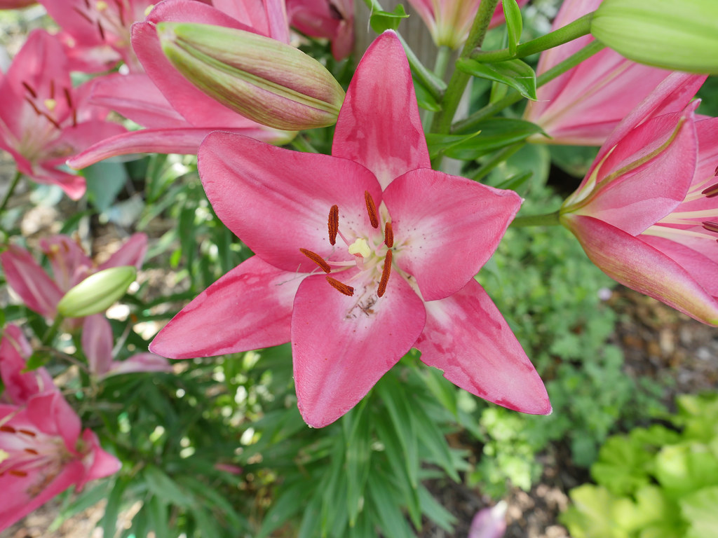pink flowers with reddish-brown anthers, pinkish-green buds, green stems, and green leaves