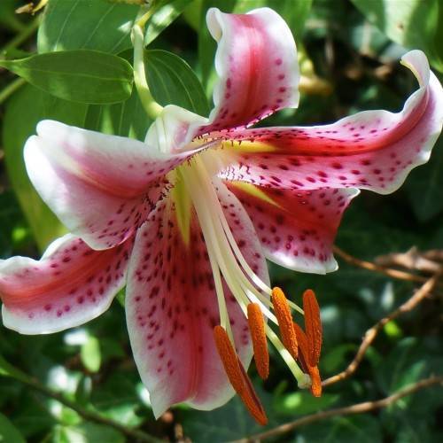 a pink-white flower with light-yellow filaments, orange anthers, light-green stem and green leaves