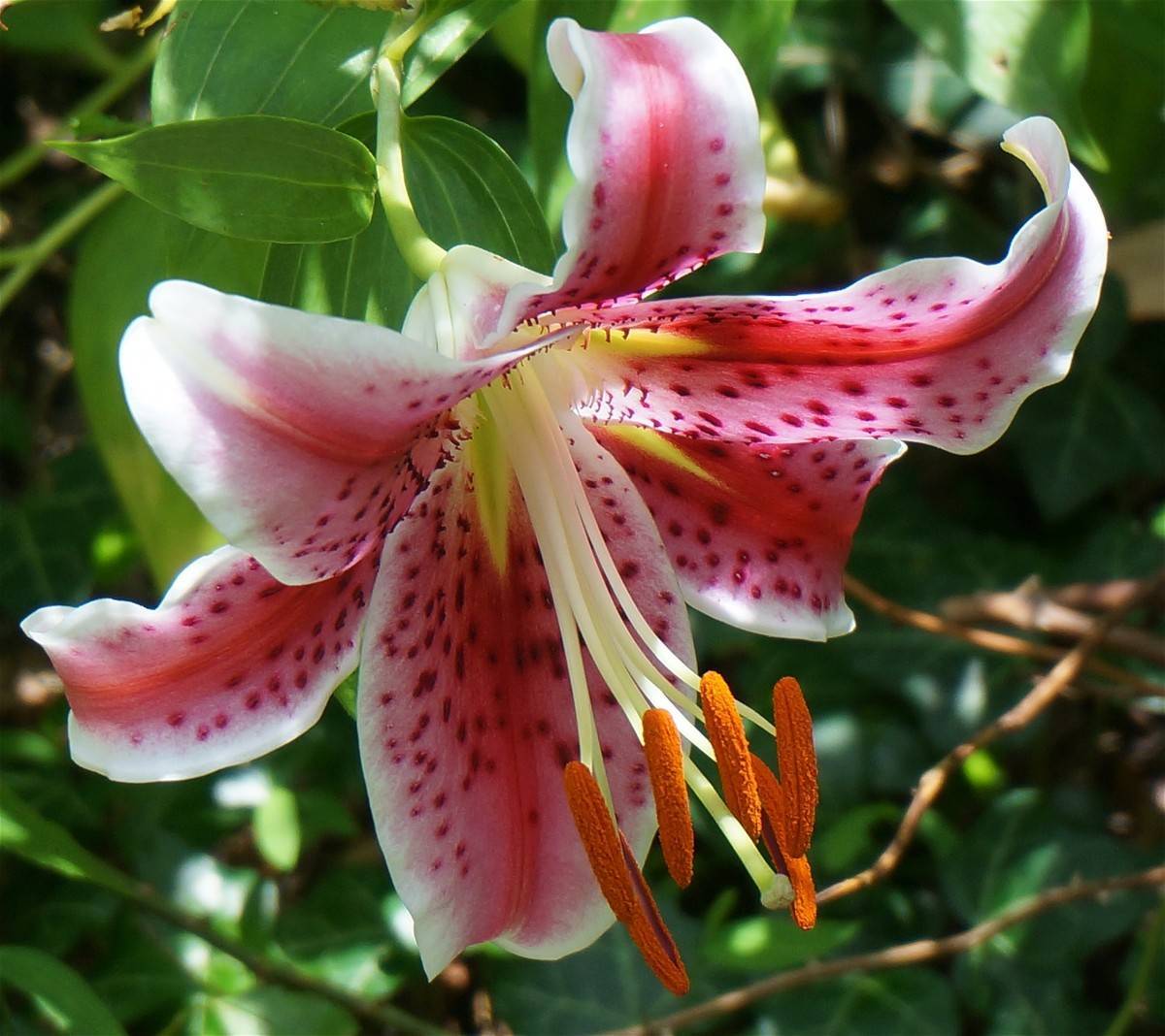 a pink-white flower with light-yellow filaments, orange anthers, light-green stem and green leaves