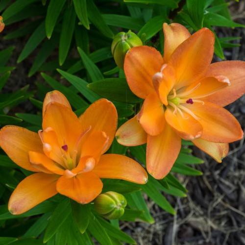 vibrant orange flowers with orange stamens, purple stigmas, yellow-green buds, and green spear-like leaves