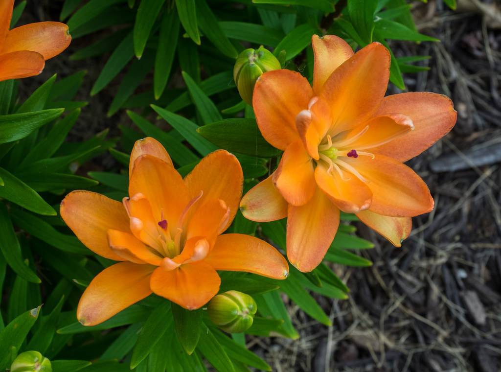vibrant orange flowers with orange stamens, purple stigmas, yellow-green buds, and green spear-like leaves