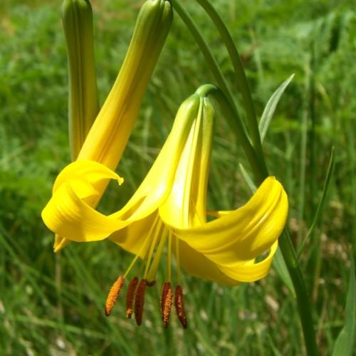 Yellow flower with style, filaments, brown anthers, brown style yellow-lime buds, green petiole, stems and leaves.