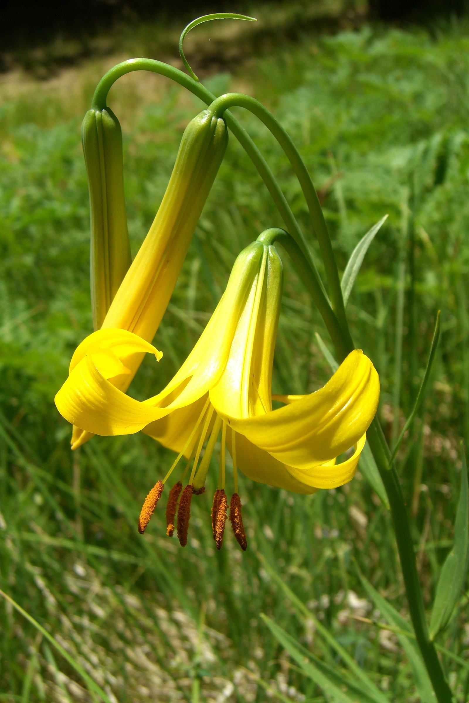 Yellow flower with style, filaments, brown anthers, brown style yellow-lime buds, green petiole, stems and leaves.