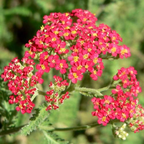 deep-pink flowers with yellow center, light-green leaves and stems