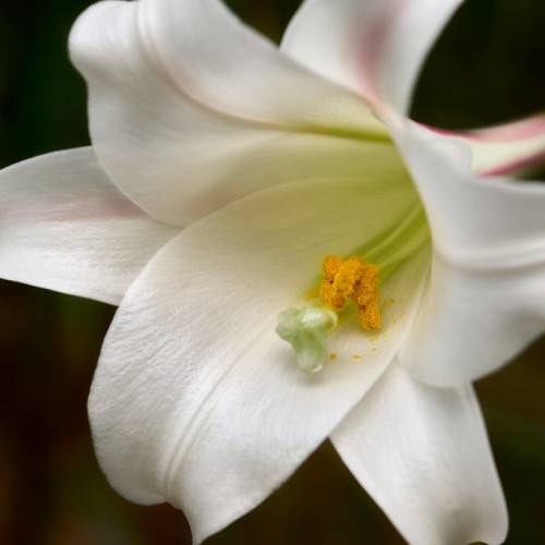 white flower with pale-white filaments, and yellow anthers