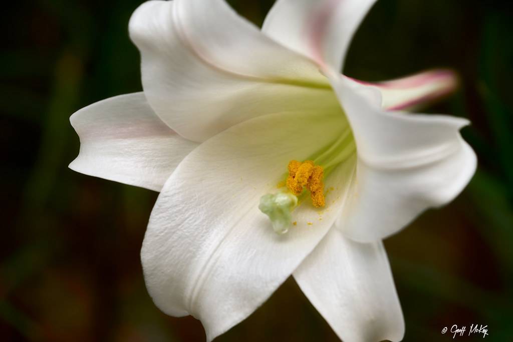 white flower with pale-white filaments, and yellow anthers