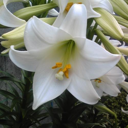 White flower with lime center, while stigma, lime style, orange anthers, lime filaments, off-white buds, green stems and leaves.