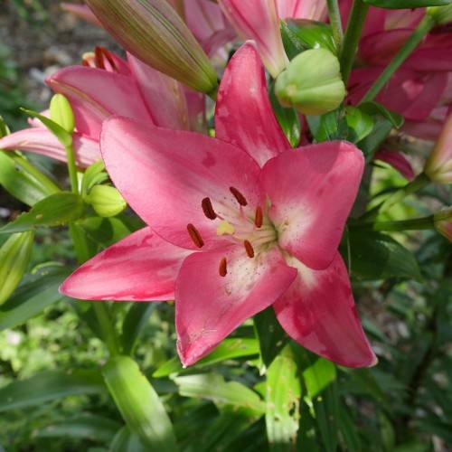 pink flowers with reddish-brown anthers, pinkish-green buds, green stems, and green, spear-like leaves