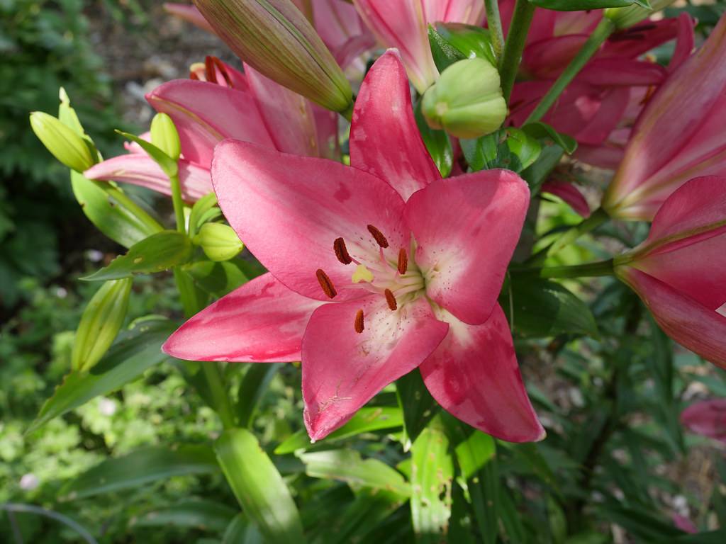 pink flowers with reddish-brown anthers, pinkish-green buds, green stems, and green, spear-like leaves