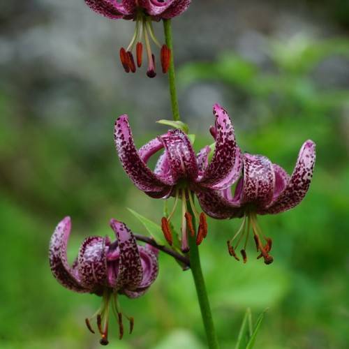 upward-facing, purple flowers with dark purple tints, orange-brown anthers, pale-white filaments, long, green stem, and small, green leaves